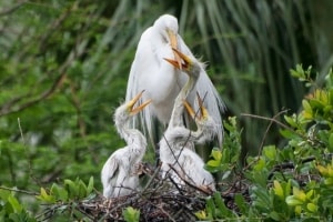 Great Egret with 3 Hungry Chicks