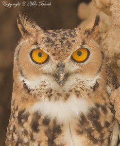 Pharaoh Eagle Owl (Bubo ascalaphus)