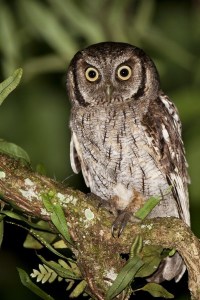 Tropical screech owl (Megascops choliba)