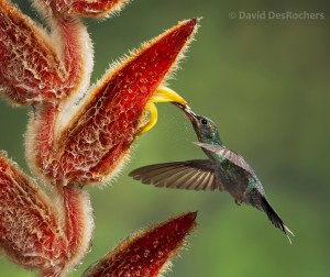  Green Hermit Hummingbird