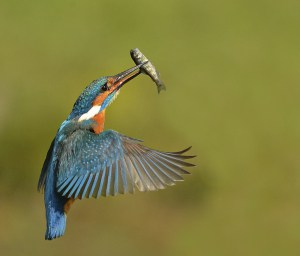 Kingfisher with Catch 