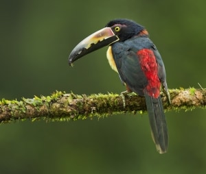 Collared Aracari