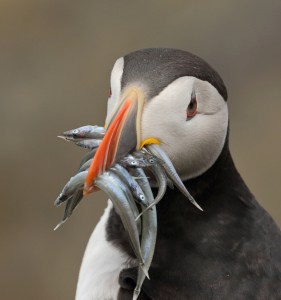 Puffin with Lunch