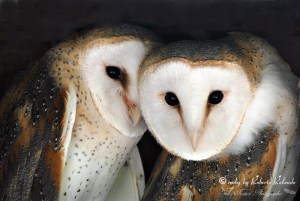 'The Barn Owl' by Roberto Rolando