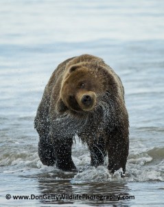 'Alaskan Brown Bear after a swim' by Don Getty