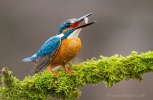 'Toss' by Nitin Jain