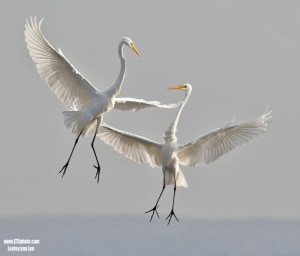 'Dancing' by Lesley van Loo