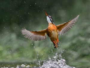 'Lady of the lake' by Jamie MacArthur
