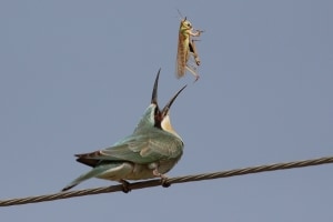 Blue-cheeked Bee Eater with breakfast and lunch by Mike Pope