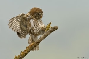 Chuncho (Glaucidium nanum) by Walter Baliero