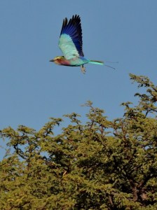 Coracias caudatus in Namibia by Marco Ritter