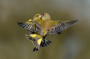 'Kissing Finches' by Kathy Langbridge