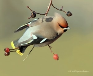 'Bohemian Waxwing (Bombycilla garrulus)' by Kai Helge Andersen