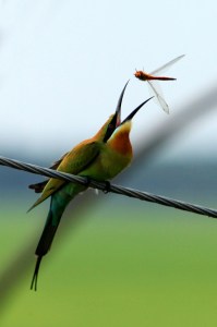 'Catch it' by Jojith Kanjany