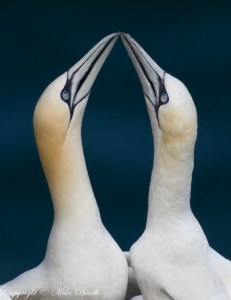 'It's Love' by Mike Barth