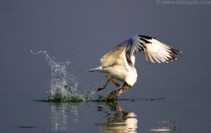 'Gotcha' by Nitin Jain