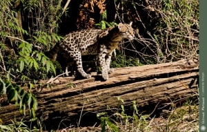 Ocelot in the Atlantic Forest by Leonardo Merçon