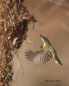 Tody-Flycatcher by Jose Garcia Allievi