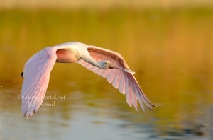 'Flight of the Roseate Spoonbill' by Nancy Elwood