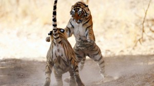 'Deadly Combat' by Pradeep Kumar