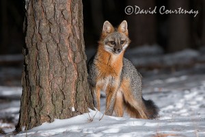 Grey Fox in Snow