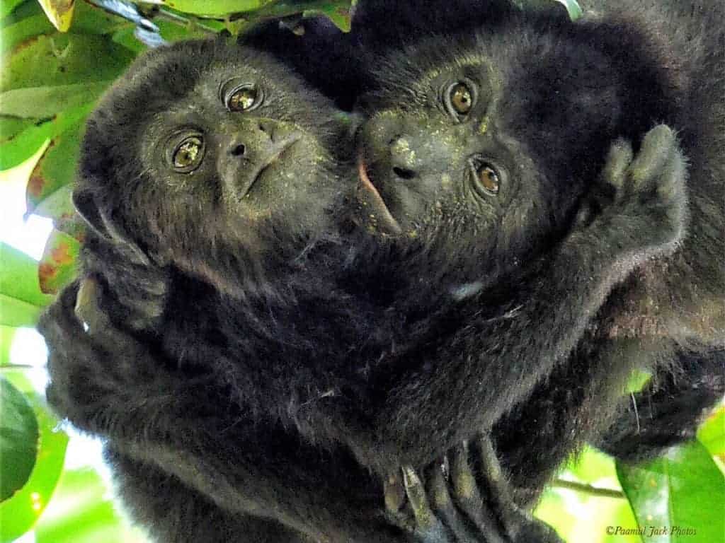 Brotherly Love – Howler Monkeys