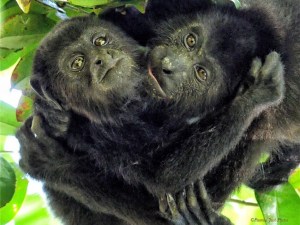 Brotherly Love - Howler Monkeys