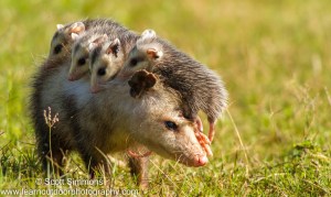 Opossum with Young