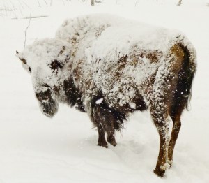 Ghost Bison