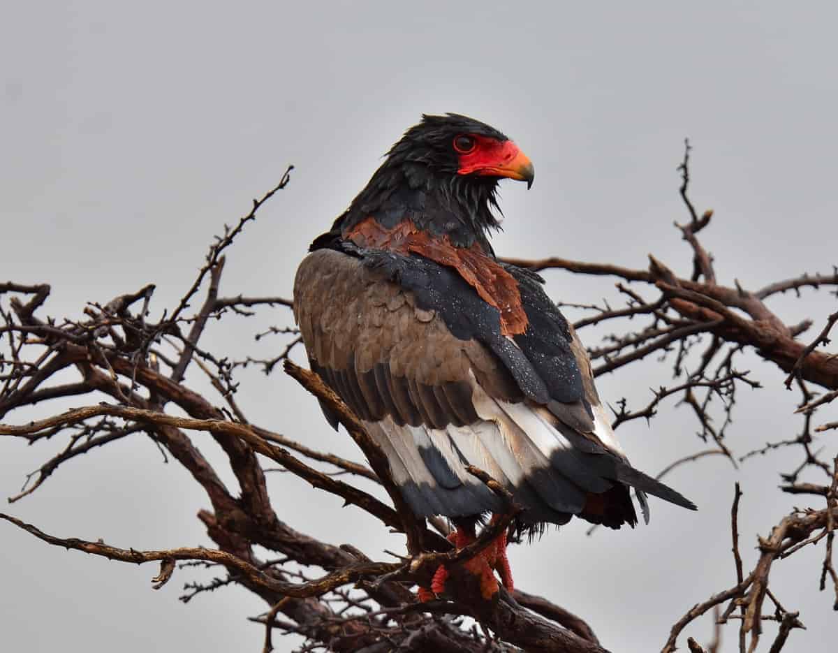 Water of an Bateleur Eagles Back