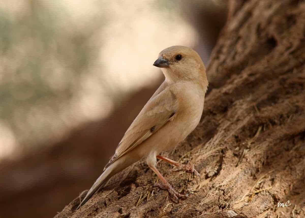Desert Sparrow, Female