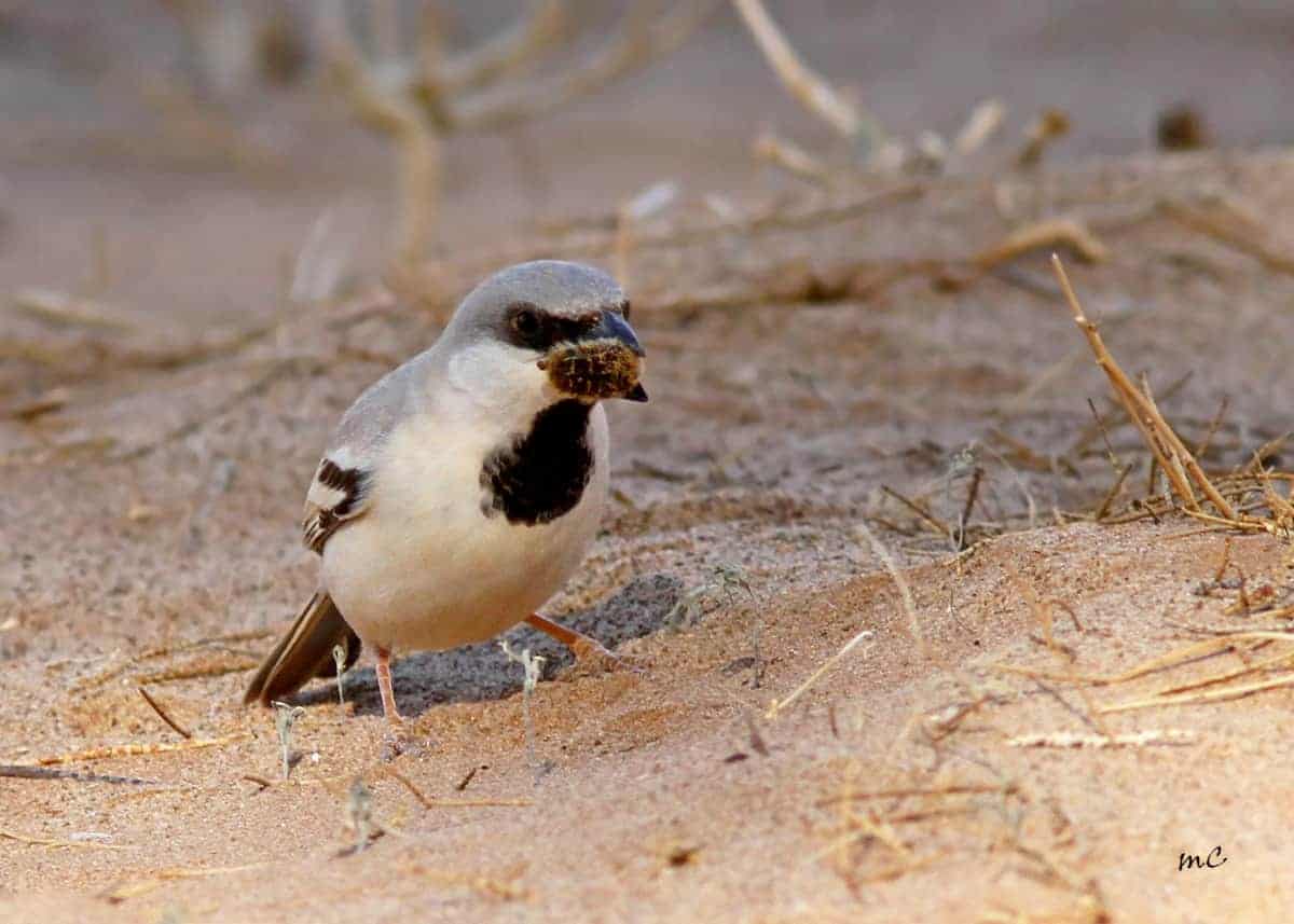 Desert Sparrow About to Swallow a Bee