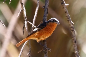 Moussier's Redstart (Phoenicurus Moussieri)