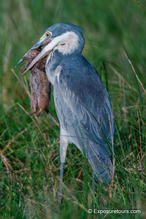 Heron with Rodent