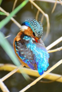 Malachite Kingfisher: Grooming is Important