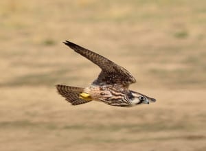 Need for Speed, Lanner Falcon Attack