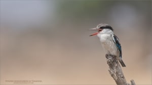 Africa Photo Tours - Striped Kingfisher