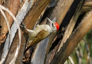 Grey Woodpecker, Dendropicis goertae