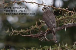Levant Sparrowhawk, Tanzania