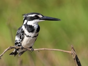 Pied Kingfisher, Ceryle rudis, male