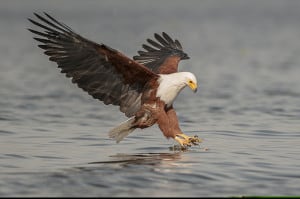 Gotche - (African Fish Eagle)