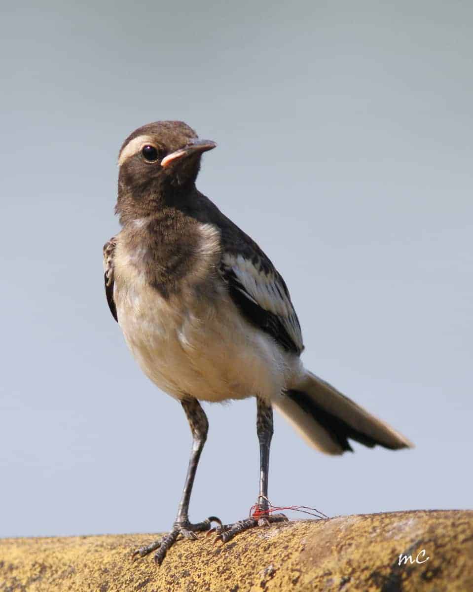 Tied Down !  Young White-browed Wagtail
