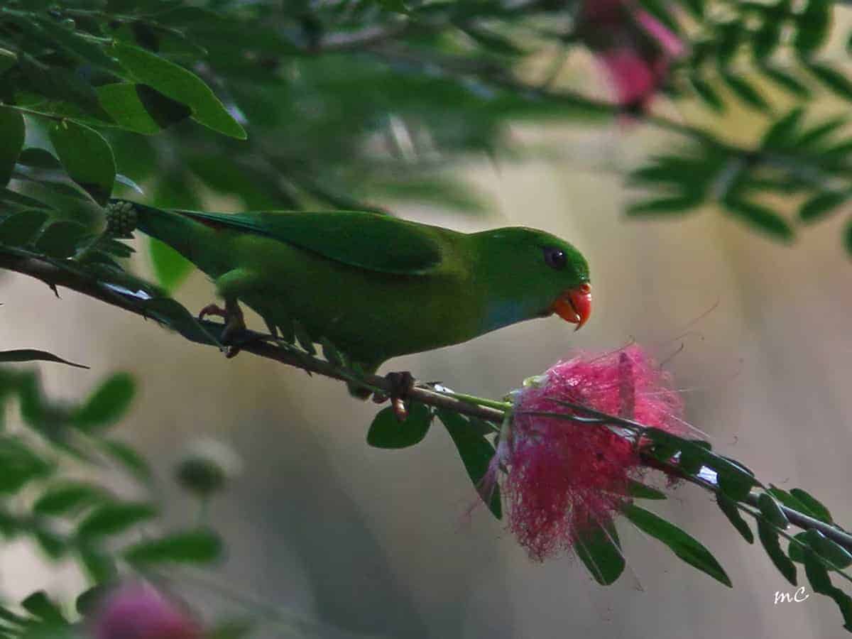 Vernal Hanging Parrot (Loriculus Vernalis)