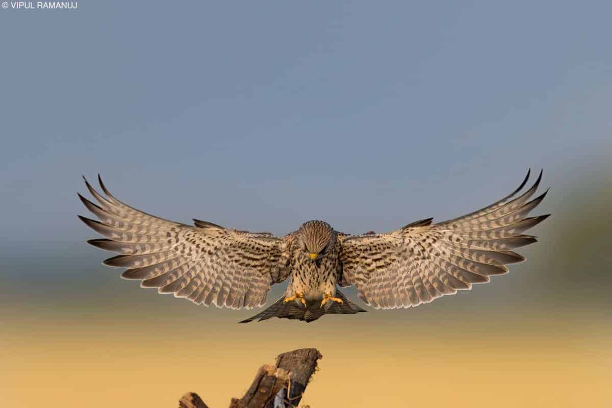 Lesser Kestrel  –  Falco Naumanni