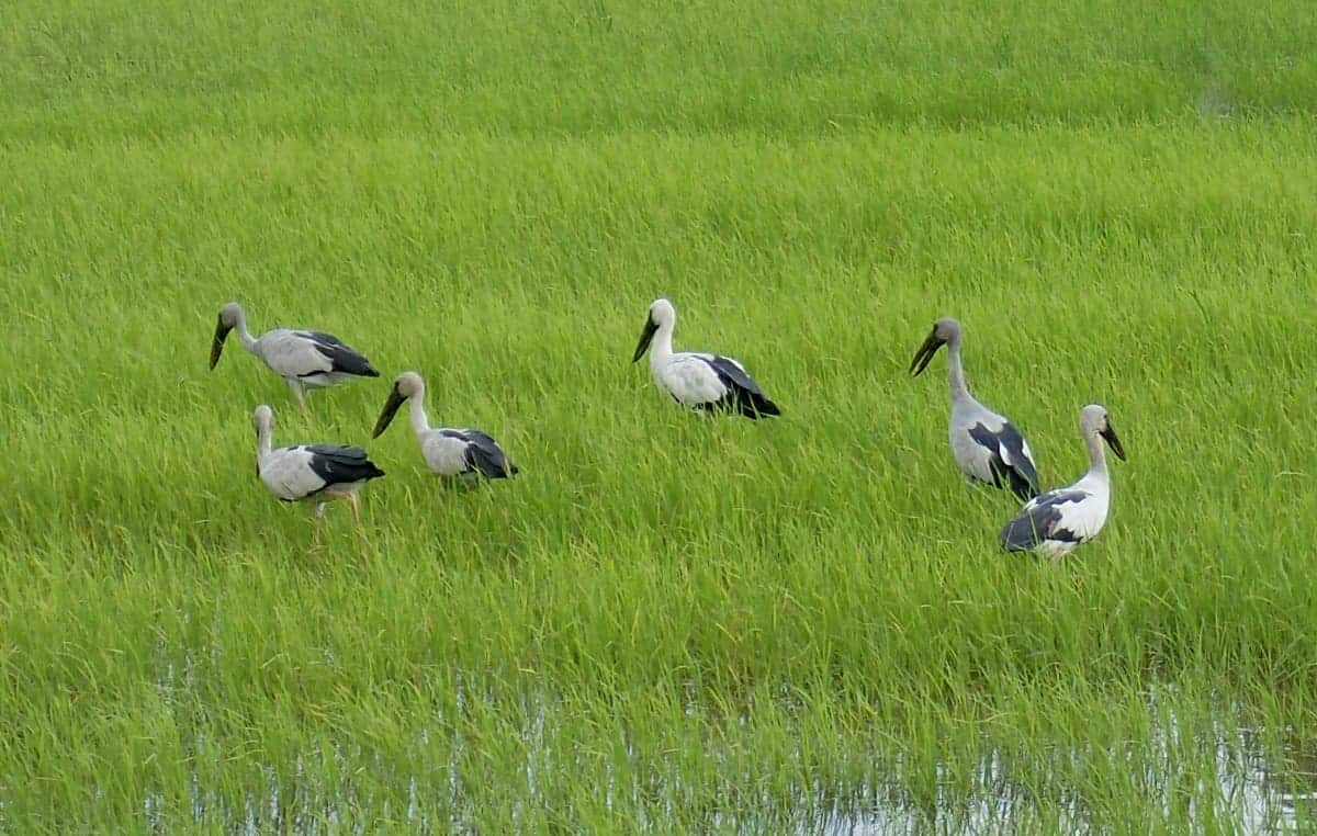 Storks in Rice Paddy