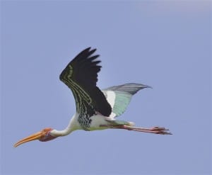 Painted Stork in Flight