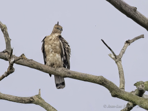 Wallace's Hawk-eagle - Nisaetus Nanus