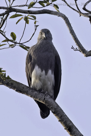 Lesser Fish-eagle - Ichtyophaga Humilis