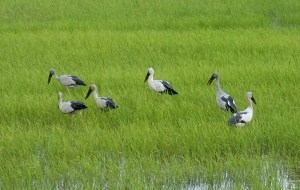 Storks in Rice Paddy