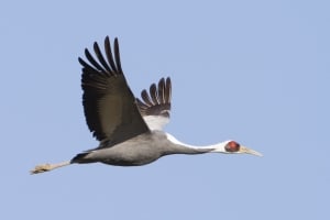 White-naped Crane In Flight